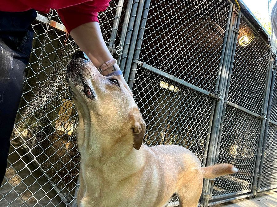 Dog reaching up to lick a person's hand beside a chain-link kennel fence