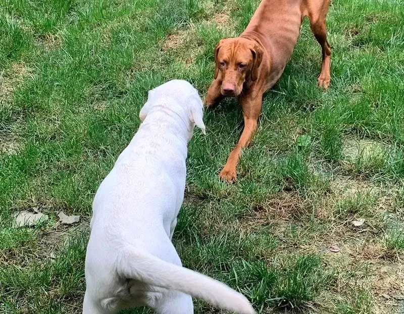 Two dogs on grass facing each other, a white dog and a brown dog touching noses.