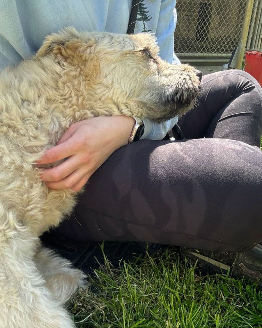 Large fluffy cream-colored dog resting its head on a seated person’s lap outdoors on grass