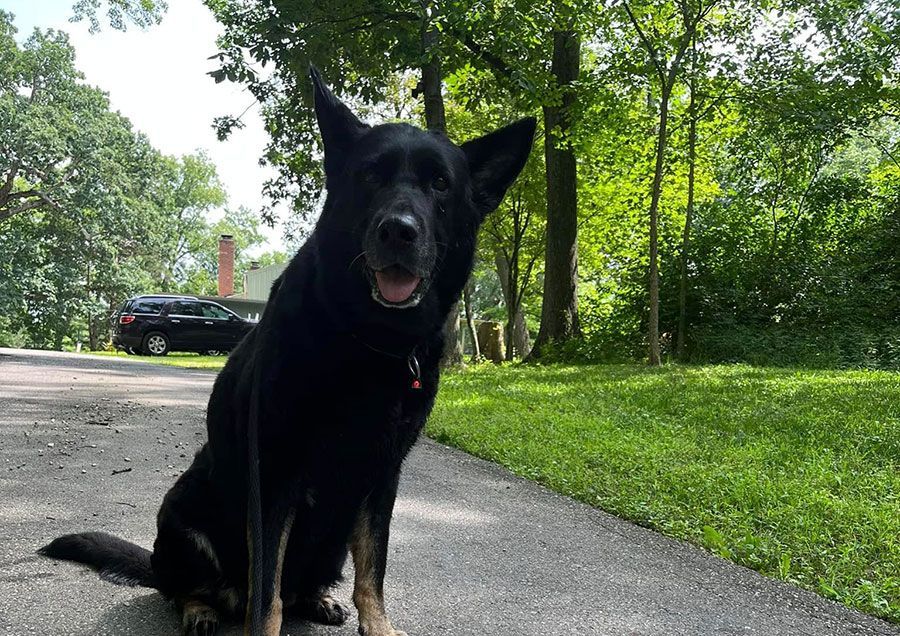 Black dog sitting on a driveway, looking at the camera with trees and grass in the background