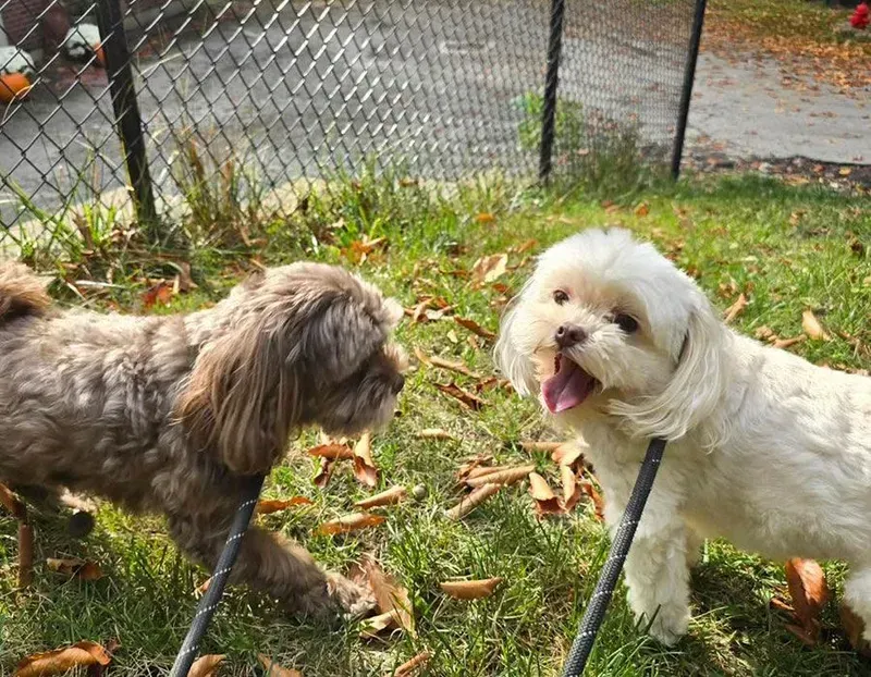 Two small dogs sniffing each other beside a chain-link fence on a grassy path