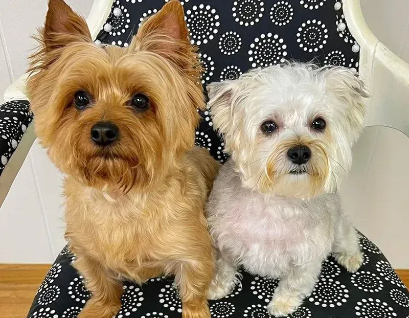 Two small dogs, a tan terrier and a white terrier, sitting on a patterned chair