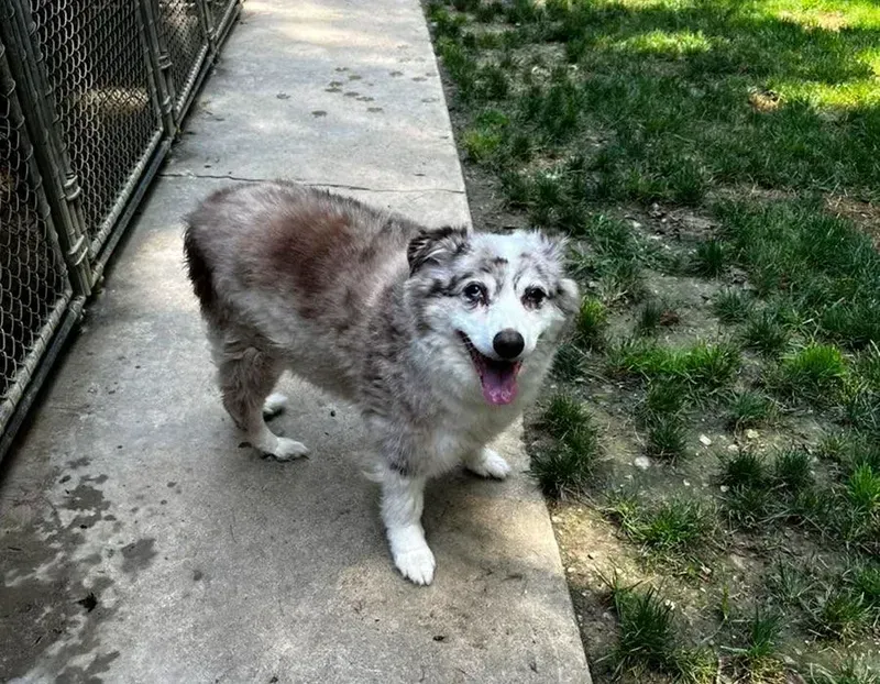 Gray-and-white dog standing on a sidewalk, panting beside a grassy yard and fence.