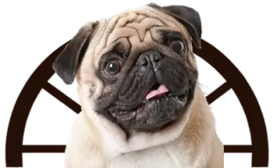 Pug with a tilted head in front of a brown fan-like background