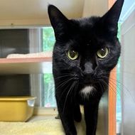 Black cat with green eyes standing indoors near a window and shelves