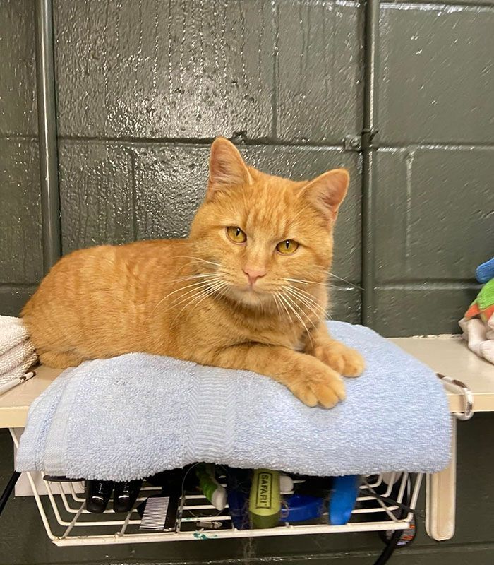 Orange cat resting on a blue towel atop a metal shelf against a green wall.