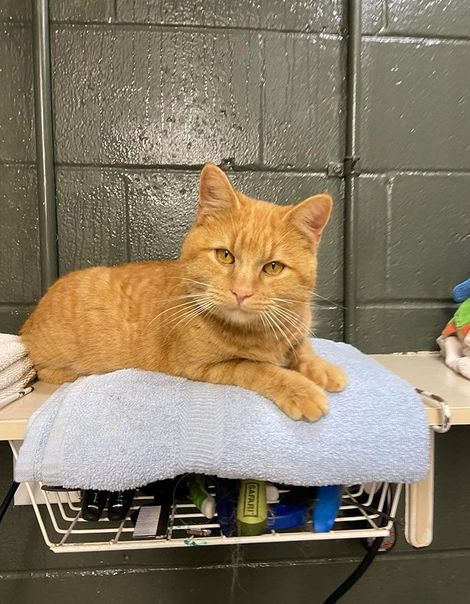 Orange cat lying on a blue towel atop a wire shelf, facing the camera.