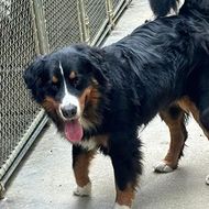 Large black, white, and tan dog standing on a concrete walkway beside a chain-link fence, tongue out.