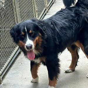 Large black, white, and tan dog standing on a concrete walkway beside a chain-link fence, tongue out.