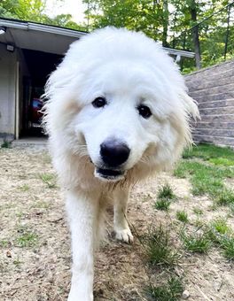 Fluffy white dog walking toward the camera on a dirt path beside a house and stone wall
