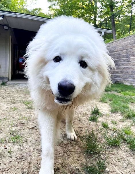 Fluffy white dog walking toward the camera in a yard beside a house and stone wall