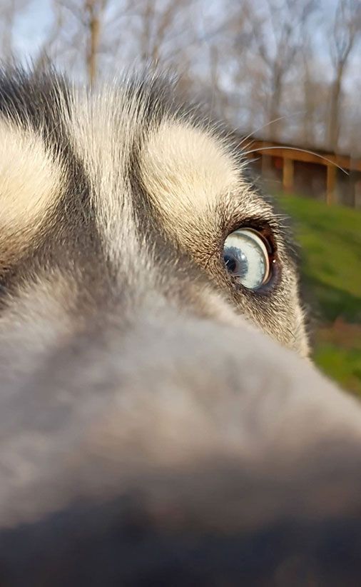 Close-up of a husky’s face, with one blue eye and a blurred outdoor background