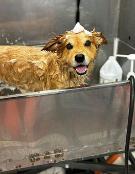 Wet dog in a metal tub, smiling with shampoo on its head during a bath