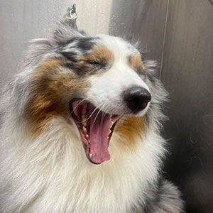 Fluffy tricolor dog yawning with eyes closed against a metallic background