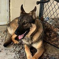 German shepherd lying on gravel beside a chain-link fence, panting with ears up.