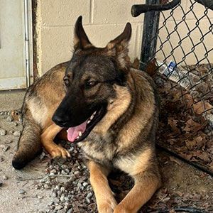 German shepherd lying on gravel beside a chain-link fence, panting with ears up.