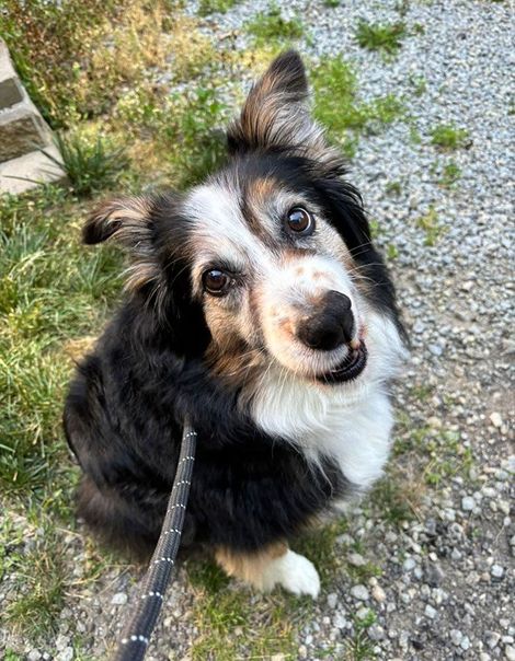 Black-and-white dog on a leash, looking up on a gravel path with grass nearby.