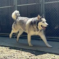 Gray and white husky walking by a chain-link kennel fence, mouth open and tongue out