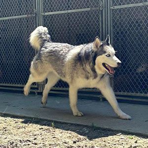 Gray and white husky walking by a chain-link kennel fence, mouth open and tongue out