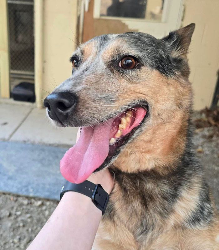 Close-up of a tan and black dog panting, with a hand holding its collar outdoors.
