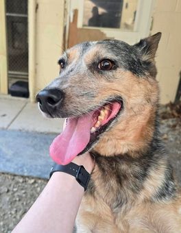 Close-up of a tan and black dog panting with tongue out, wearing a black collar outdoors.