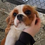 Small brown-and-white dog being gently held by a hand near a chain-link fence.