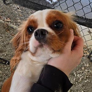 Small brown-and-white dog being gently held by a hand near a chain-link fence.