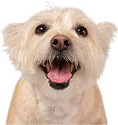Happy cream-colored dog with open mouth and tongue out, facing forward on a white background