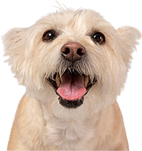 Happy cream-colored dog with open mouth and tongue out, facing forward on a white background