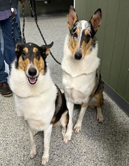 Two black, white, and tan dogs sitting indoors on a speckled floor, facing the camera.