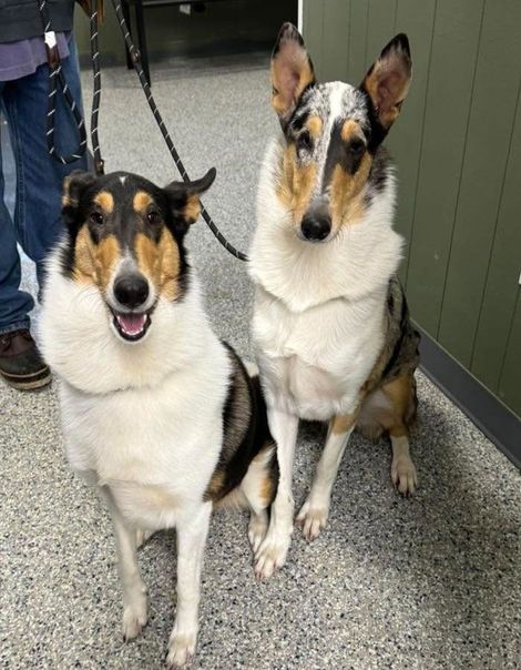 Two collie-type dogs sitting indoors, one black-white-tan and one tricolor, both looking at the camera.