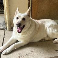 White dog lying on a concrete floor, looking at the camera with mouth open and tongue out.