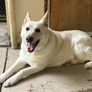 White dog lying on a concrete floor, looking at the camera with mouth open and tongue out.