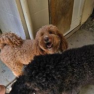 Two curly-haired dogs near a doorway, one brown facing the camera and one black in the foreground