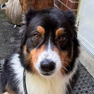 Black, tan, and white dog looking at the camera on a porch