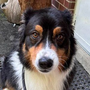 Black, tan, and white dog looking at the camera on a porch