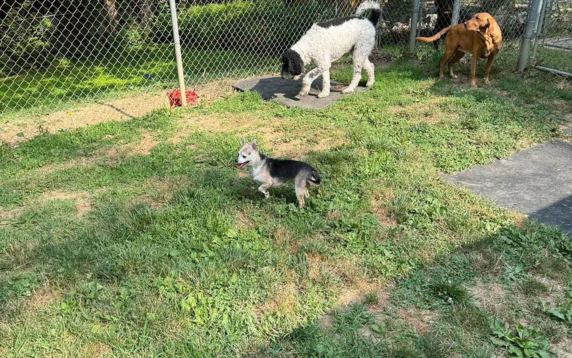 Three dogs in a grassy yard by a chain-link fence, one white and two brown, with a small gray dog in front.