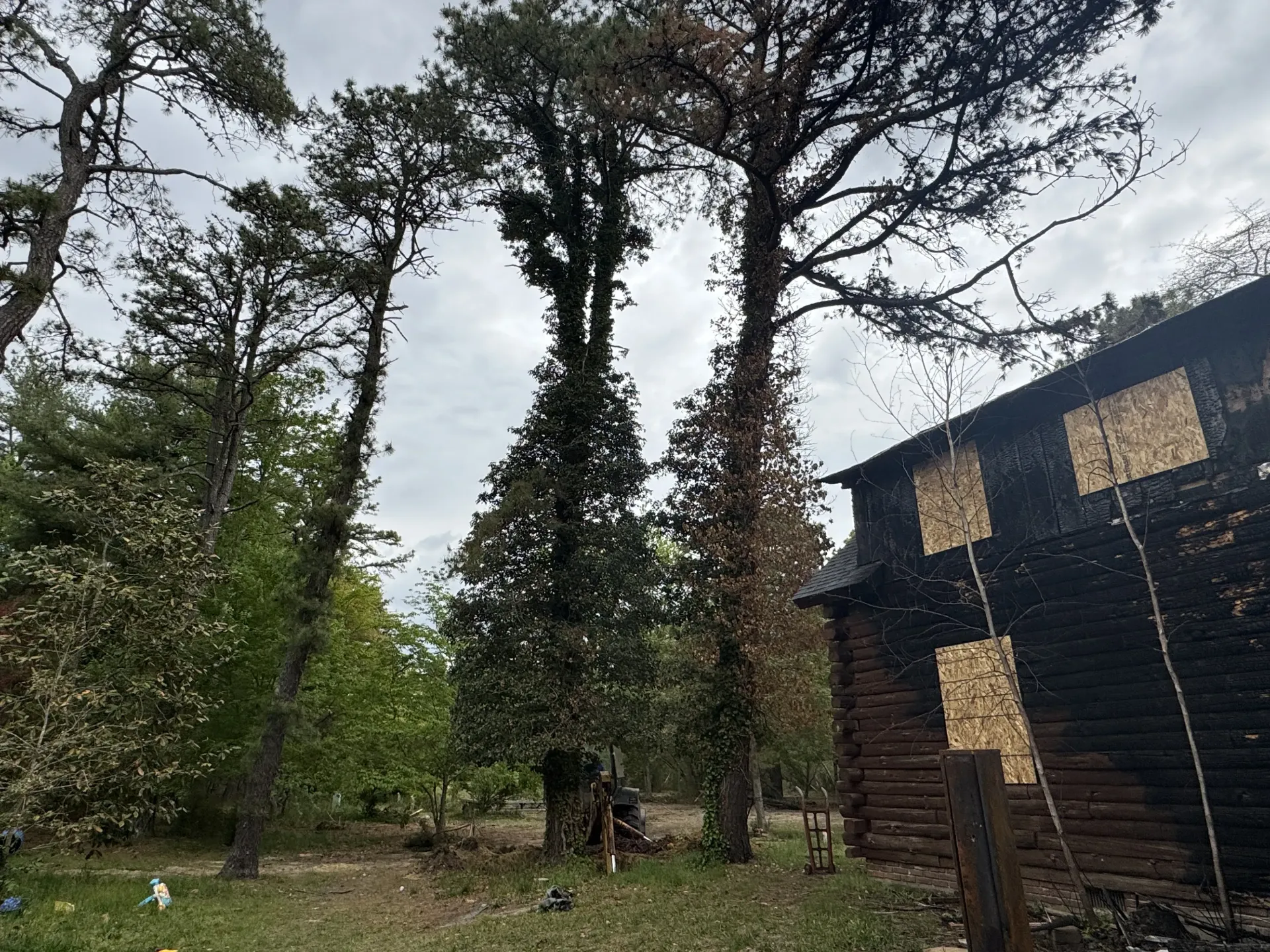 Tall trees beside a dark wooden building in a grassy woodland clearing under an overcast sky