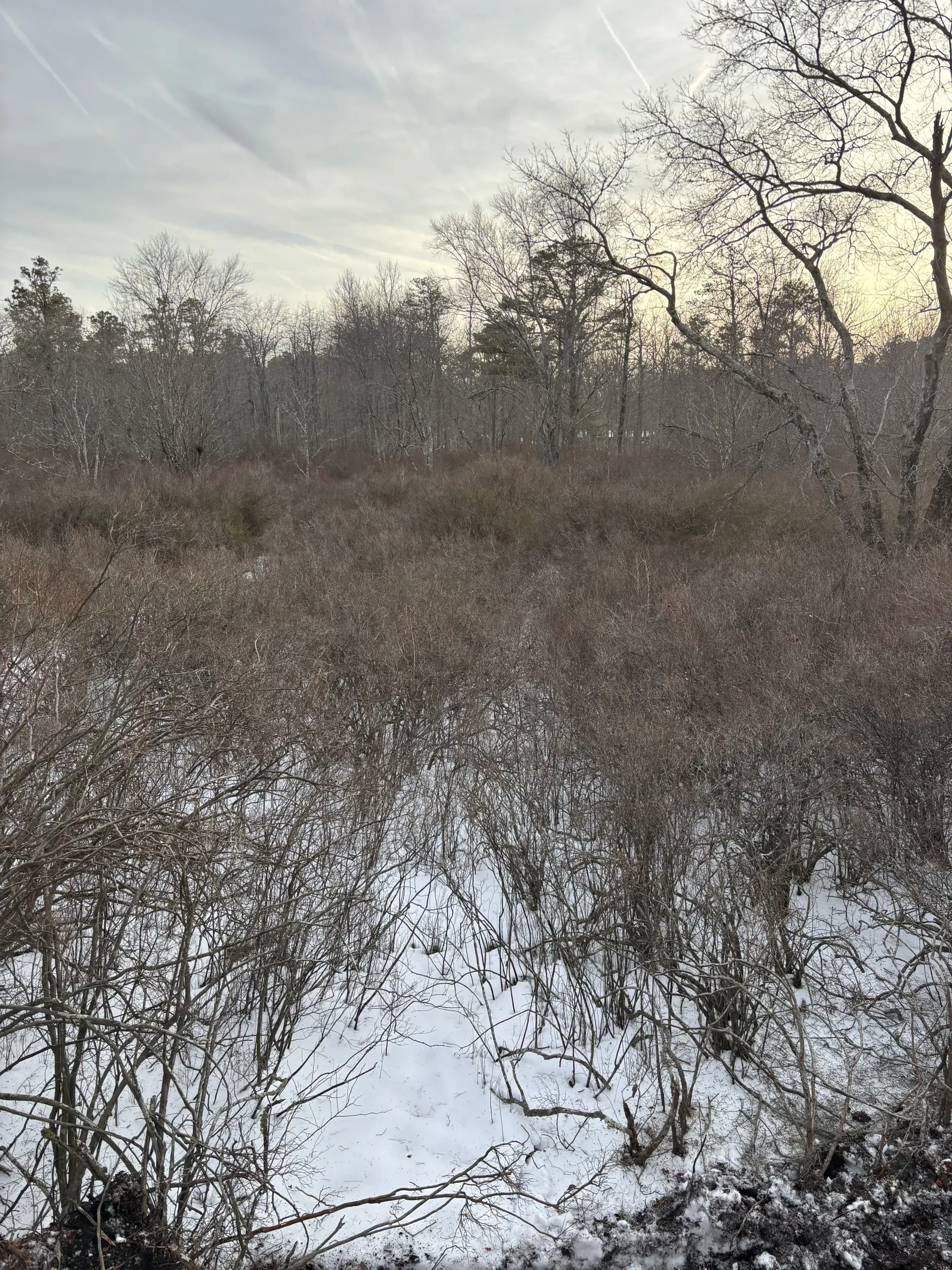 Snow-dusted brush and bare trees in a quiet winter field under a pale sky