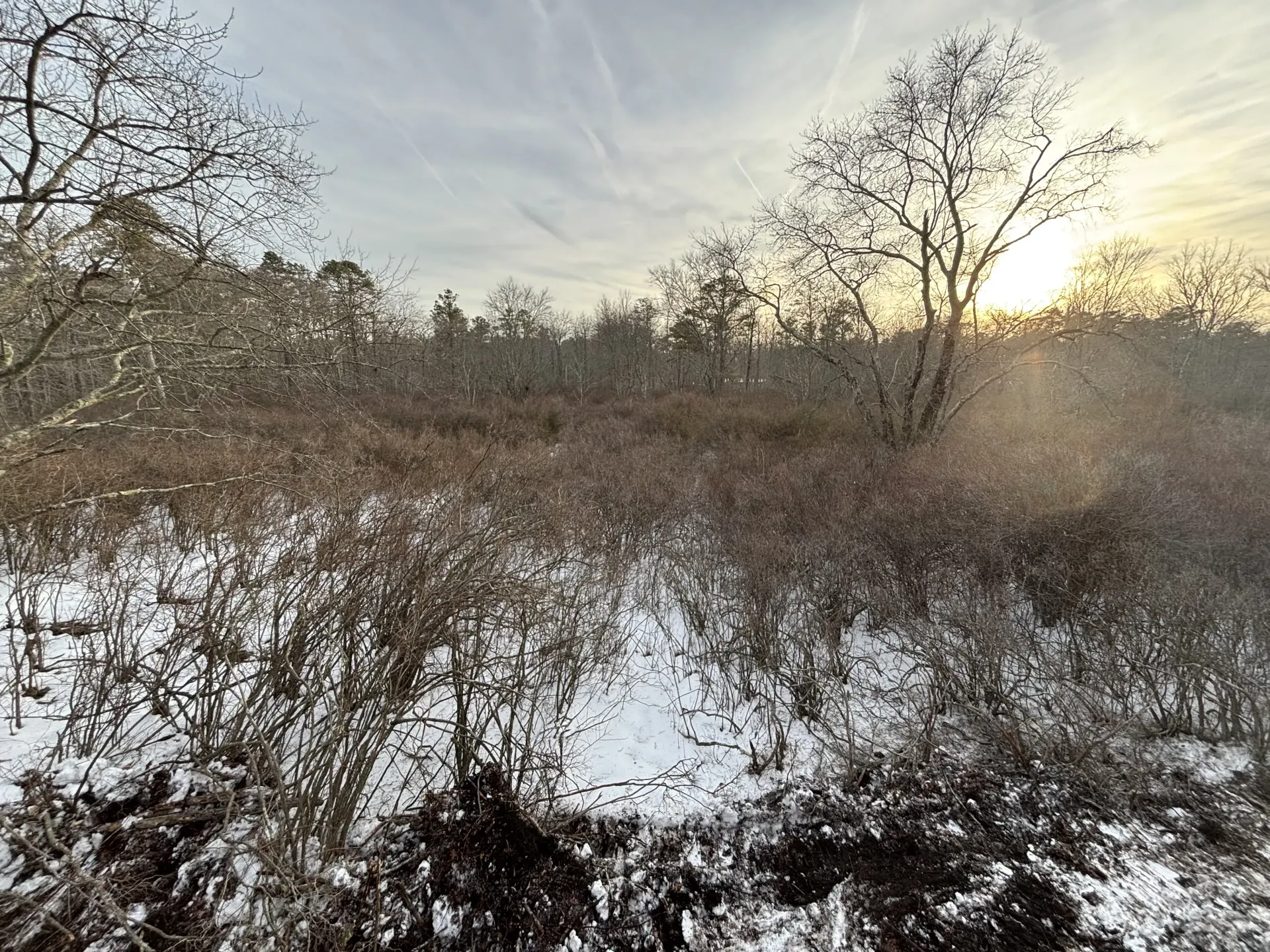 Snow-covered field with leafless trees under a pale winter sky at sunrise
