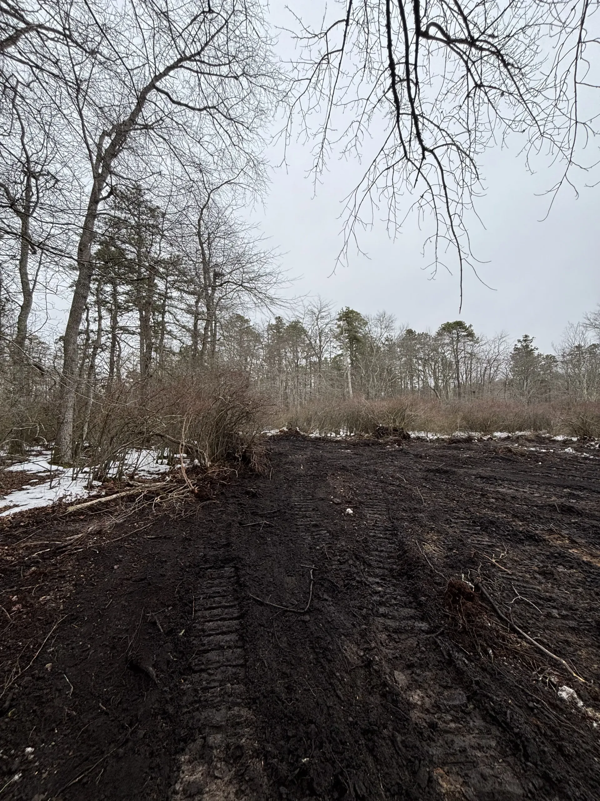 Muddy forest trail with bare trees and light snow on the ground under an overcast sky