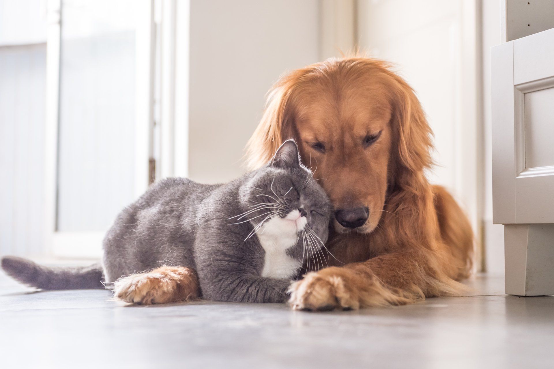 Dogs and cats protect babies against allergies and asthma — and the more pets, the better - Allergy