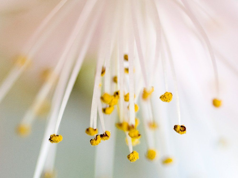 Pollen Allergy - Hay Fever Allergy Gold Coast|Hay Fever Allergy Brisbane|Hay Fever Sunshine Coast