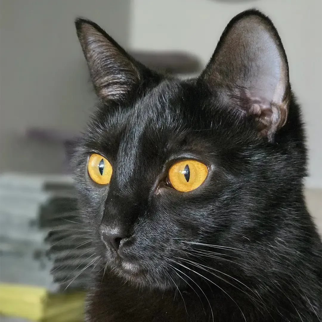 Matilda is a very beautiful cat and our Head of HR