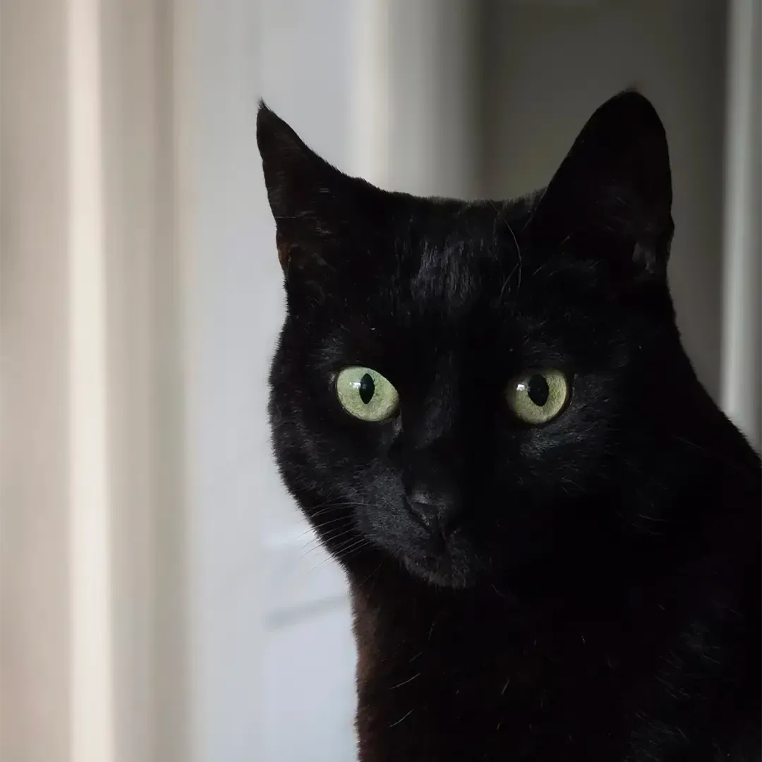 Shoshana is a very beautiful cat and our Head of Marketing