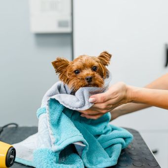 Yorkshire Terrier wrapped in blue towel at a grooming salon, being held by a person's hands.