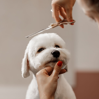 Dog getting groomed, held by hand, scissors above head, white fur.