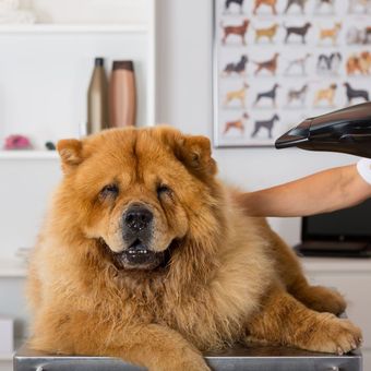 A fluffy brown Chow Chow being dried at a grooming salon.
