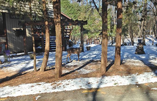 Snowy wooded yard with tall trees, a cabin, and a small pergola in winter sunlight