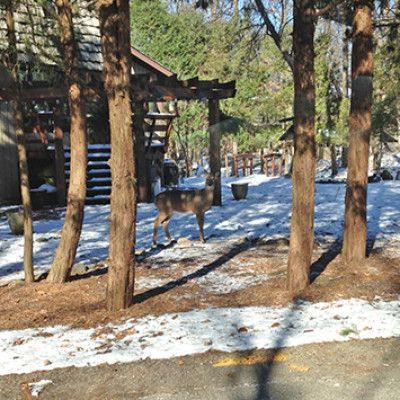 Deer walking through a snowy wooded area beside cabins and pine trees